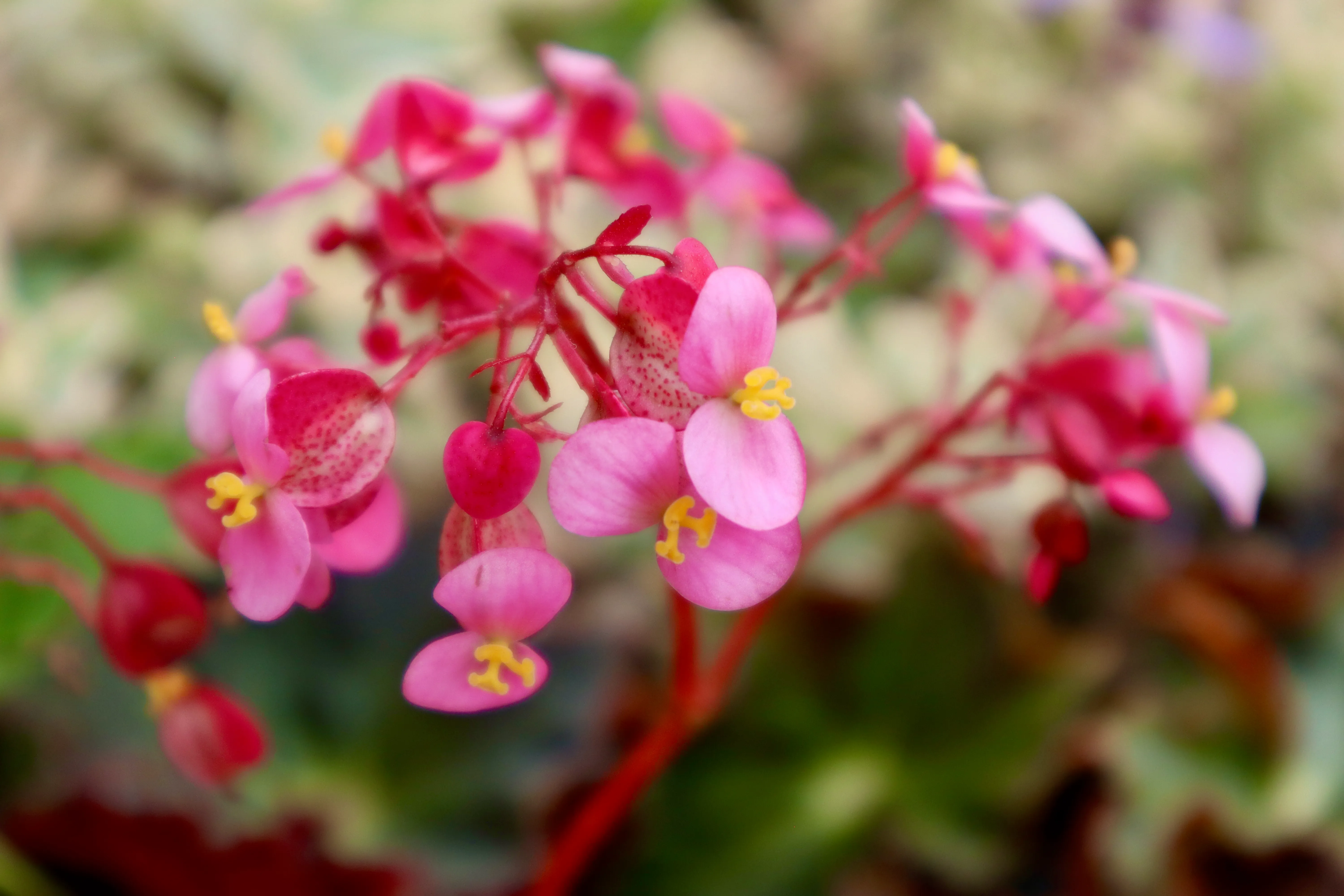 Pink flowers